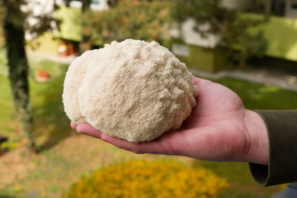 Der Igelstachelbartpilz taugt als ernstzunehmende Fleischalternative. (Foto: ATTA)