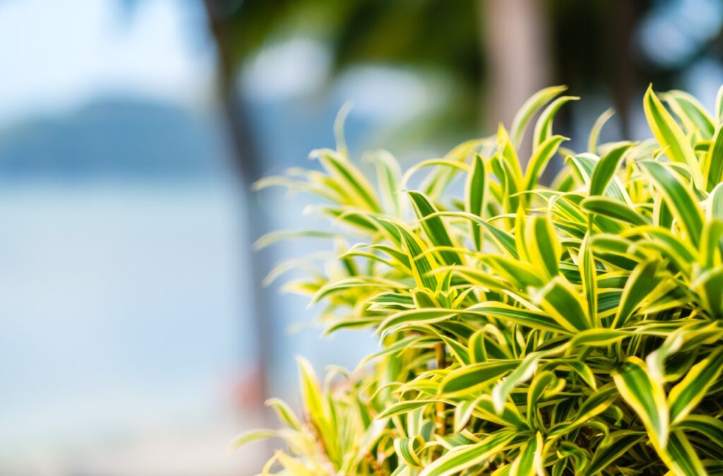 Auch beliebte Urlaubsgewächse wie die Dracaena reflexa sollte man nicht einfach aus dem Ausland mitbringen – bei der Einfuhr können unbemerkte Schädlinge oder Pflanzenkrankheiten eingeschleppt werden, die heimische Ökosysteme gefährden. (Foto: Envato)